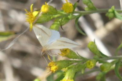 <i>Rhodometra sacraria</i>