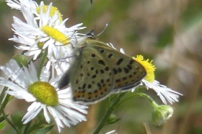 <i>Lycaena tityrus</i>
