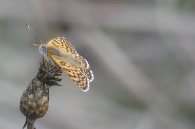 <i>Melitaea cinxia</i>