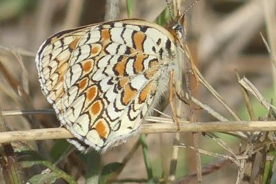<i>Melitaea phoebe</i>