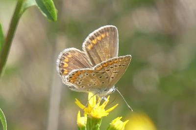 <i>Polyommatus icarus</i>