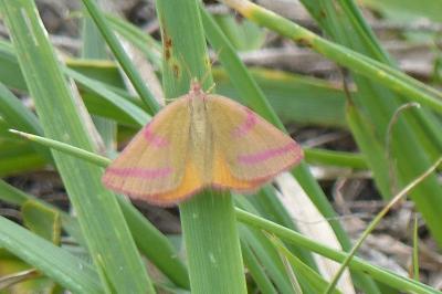 <i>Lythria purpuraria</i>