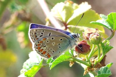 <i>Polyommatus icarus</i>