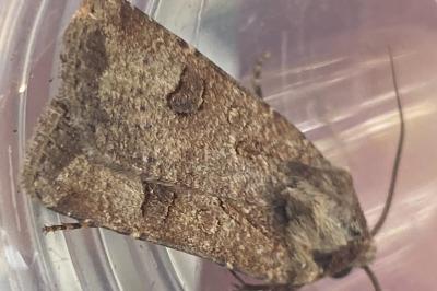 <i>Agrotis trux</i>