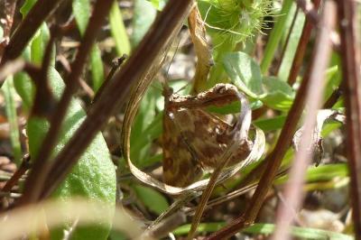 <i>Pyrausta despicata</i>