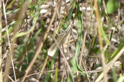 <i>Agriphila selasella</i>