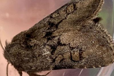 <i>Luperina testacea</i>