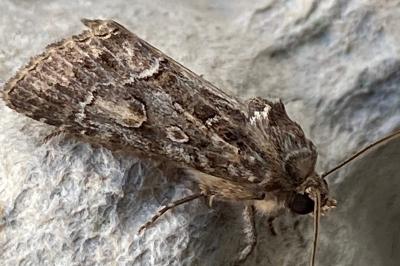 <i>Thalpophila matura</i>
