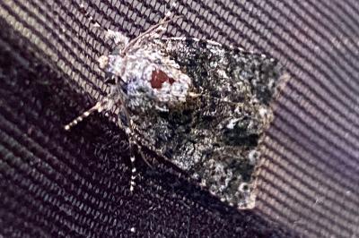 <i>Acronicta rumicis</i>