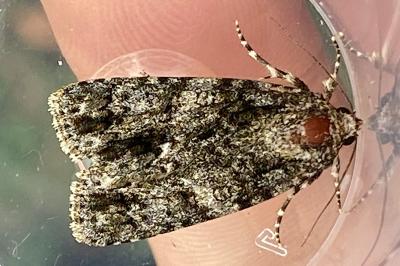 <i>Acronicta rumicis</i>