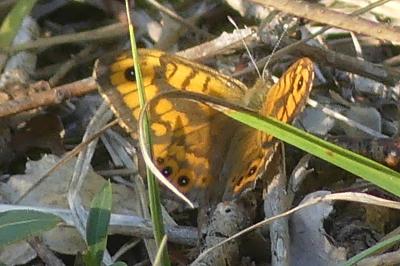 <i>Lasiommata megera</i>