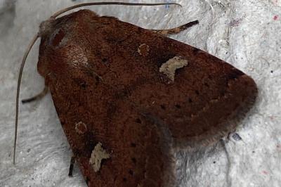 <i>Xestia xanthographa</i>