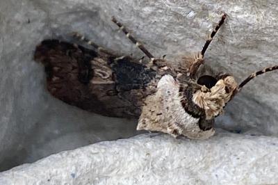 <i>Agrotis puta</i>