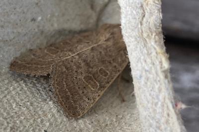 <i>Hoplodrina ambigua</i>