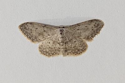 <i>Idaea seriata</i>