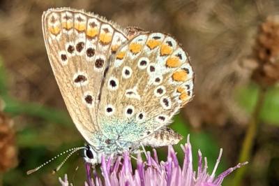 <i>Polyommatus icarus</i>