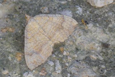 <i>Camptogramma bilineata</i>