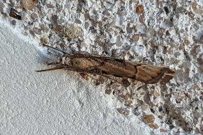 <i>Agriphila geniculea</i>