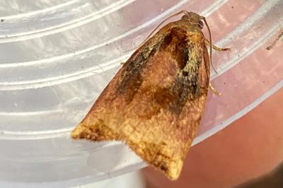 <i>Archips podana</i>