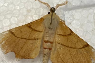 <i>Ennomos erosaria</i>