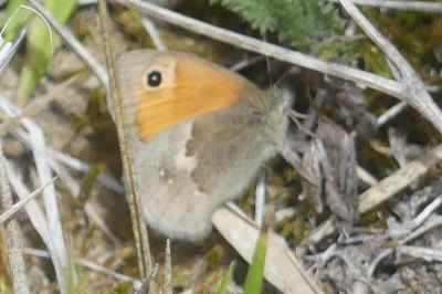 <i>Coenonympha pamphilus</i>