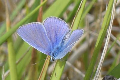 <i>Polyommatus icarus</i>