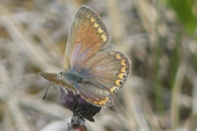 <i>Polyommatus icarus</i>