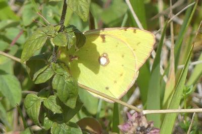 <i>Colias crocea</i>