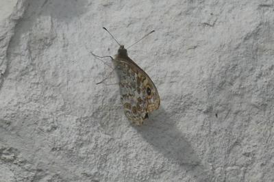 <i>Lasiommata megera</i>