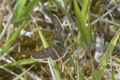 <i>Lycaena tityrus</i>