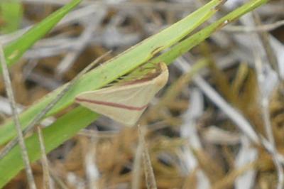 <i>Rhodometra sacraria</i>