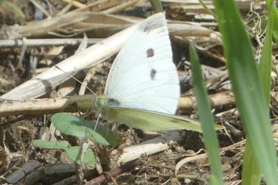 <i>Pieris rapae</i>