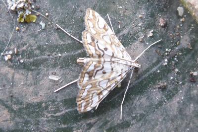 <i>Elophila nymphaeata</i>