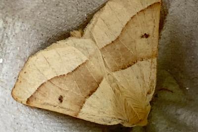 <i>Crocallis elinguaria</i>