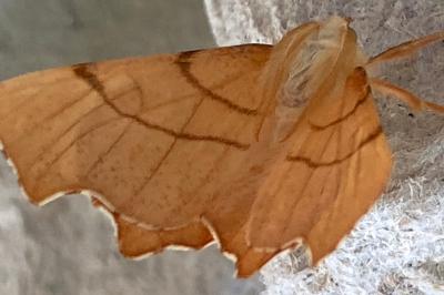 <i>Ennomos erosaria</i>