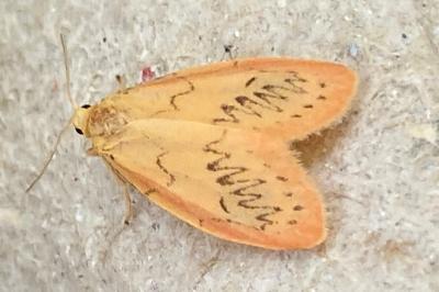 <i>Miltochrista miniata</i>