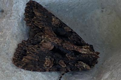 <i>Mniotype satura</i>