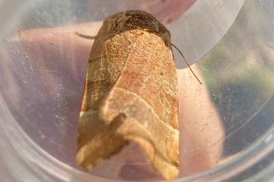 <i>Noctua fimbriata</i>