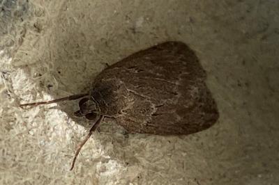 <i>Pachycnemia hippocastanaria</i>