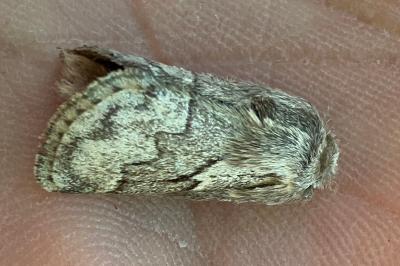 <i>Trichiura crataegi</i>
