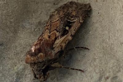 <i>Xestia agathina</i>