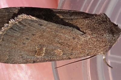 <i>Xestia xanthographa</i>