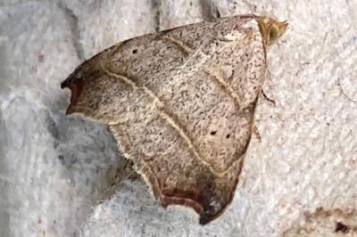 <i>Laspeyria flexula</i>