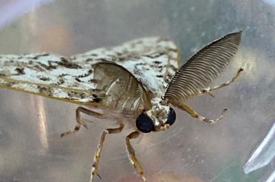 <i>Lymantria monacha</i>