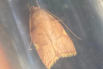 <i>Carcina quercana</i>