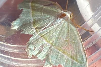 <i>Campaea margaritaria</i>