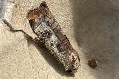 <i>Epilecta linogrisea</i>