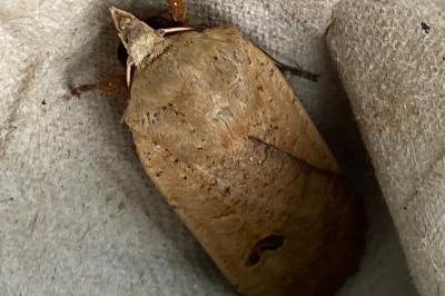 <i>Noctua pronuba</i>