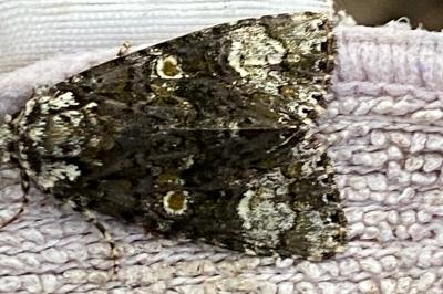 <i>Craniophora ligustri</i>