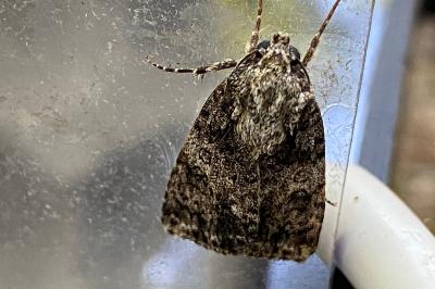 <i>Acronicta rumicis</i>
